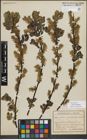 Foto von Salix myrsinifolia Salisb.